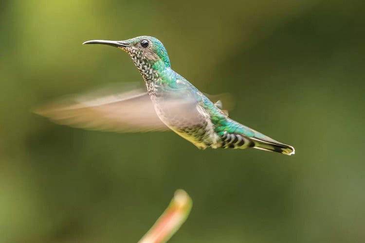 Costa Rica, Sarapiqui River Valley. Female White-Necked Jacobin Flying.