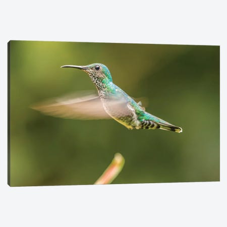 Costa Rica, Sarapiqui River Valley. Female White-Necked Jacobin Flying. Canvas Print #JYG877} by Jaynes Gallery Canvas Art Print