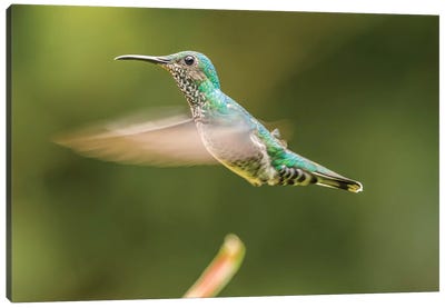Costa Rica, Sarapiqui River Valley. Female White-Necked Jacobin Flying. Canvas Art Print - Central America