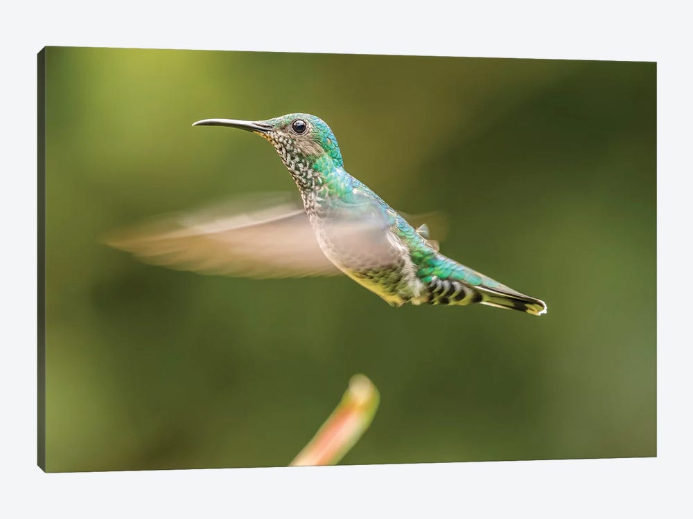 Costa Rica, Sarapiqui River Valley. Female White-Necked Jacobin Flying. by Jaynes Gallery 1-piece Canvas Art Print