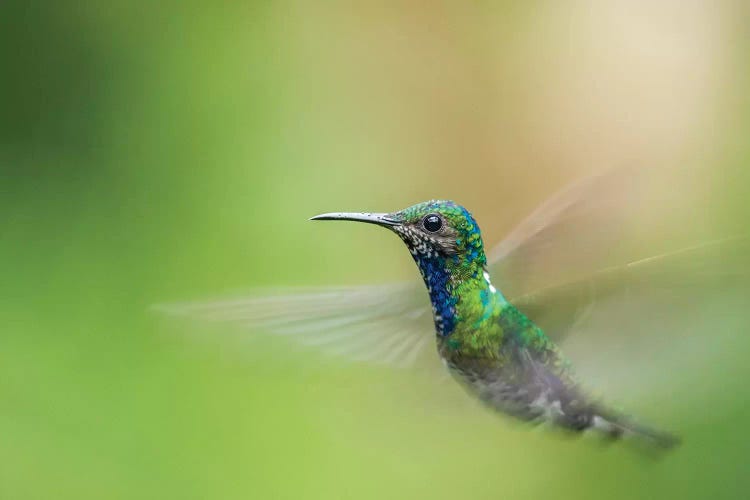 Costa Rica, Sarapiqui River Valley. Male White-Necked Jacobin Flying.