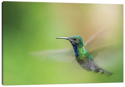 Costa Rica, Sarapiqui River Valley. Male White-Necked Jacobin Flying. Canvas Art Print