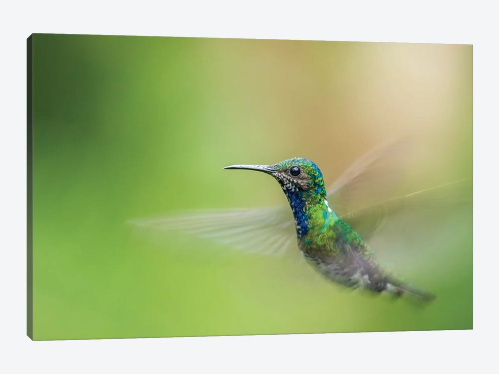 Costa Rica, Sarapiqui River Valley. Male White-Necked Jacobin Flying. by Jaynes Gallery 1-piece Canvas Artwork