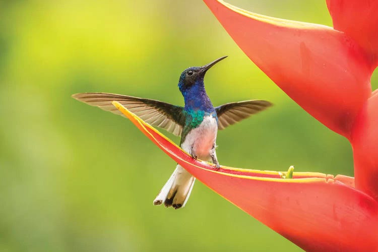 Costa Rica, Sarapiqui River Valley. Male White-Necked Jacobin On Heliconia.