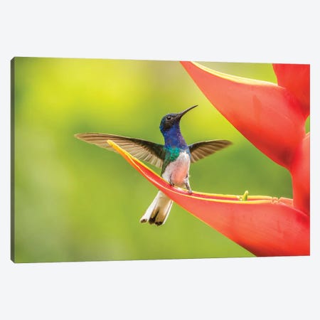 Costa Rica, Sarapiqui River Valley. Male White-Necked Jacobin On Heliconia. Canvas Print #JYG879} by Jaynes Gallery Canvas Artwork