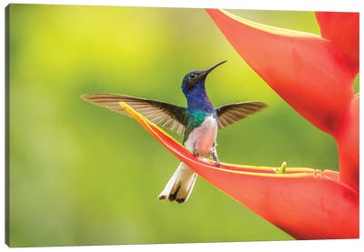 Costa Rica, Sarapiqui River Valley. Male White-Necked Jacobin On Heliconia. Canvas Art Print