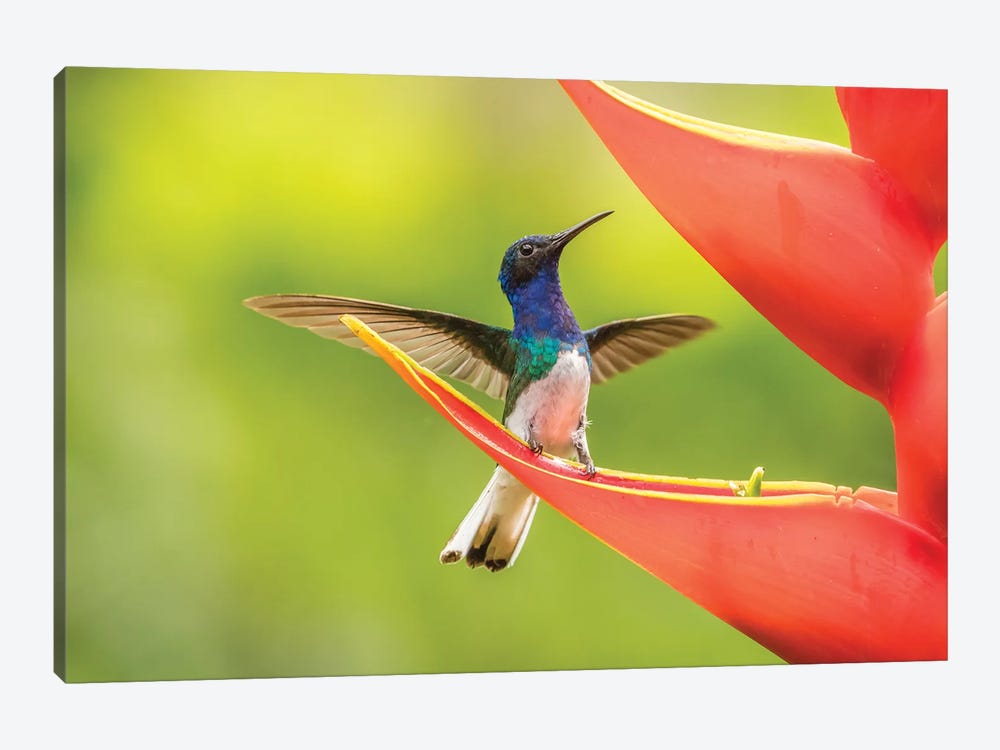 Costa Rica, Sarapiqui River Valley. Male White-Necked Jacobin On Heliconia. by Jaynes Gallery 1-piece Canvas Print
