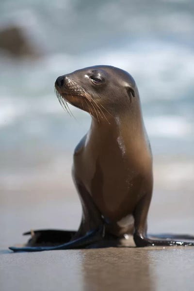 Seals & Sea Lions: USA, California, La Jolla. Baby sea lion on beach. by Jaynes Gallery