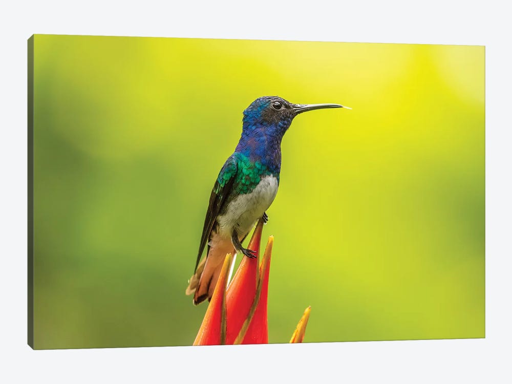 Costa Rica, Sarapiqui River Valley. Male White-Necked Jacobin On Heliconia. by Jaynes Gallery 1-piece Canvas Art Print
