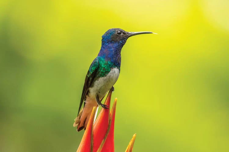 Costa Rica, Sarapiqui River Valley. Male White-Necked Jacobin On Heliconia.