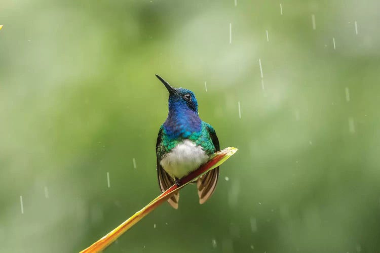 Costa Rica, Sarapiqui River Valley. Male White-Necked Jacobin On Leaf In Rain.