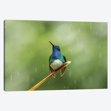 Costa Rica, Sarapiqui River Valley. Male White-Necked Jacobin On Leaf In Rain. Canvas Print #JYG881} by Jaynes Gallery Canvas Art Print