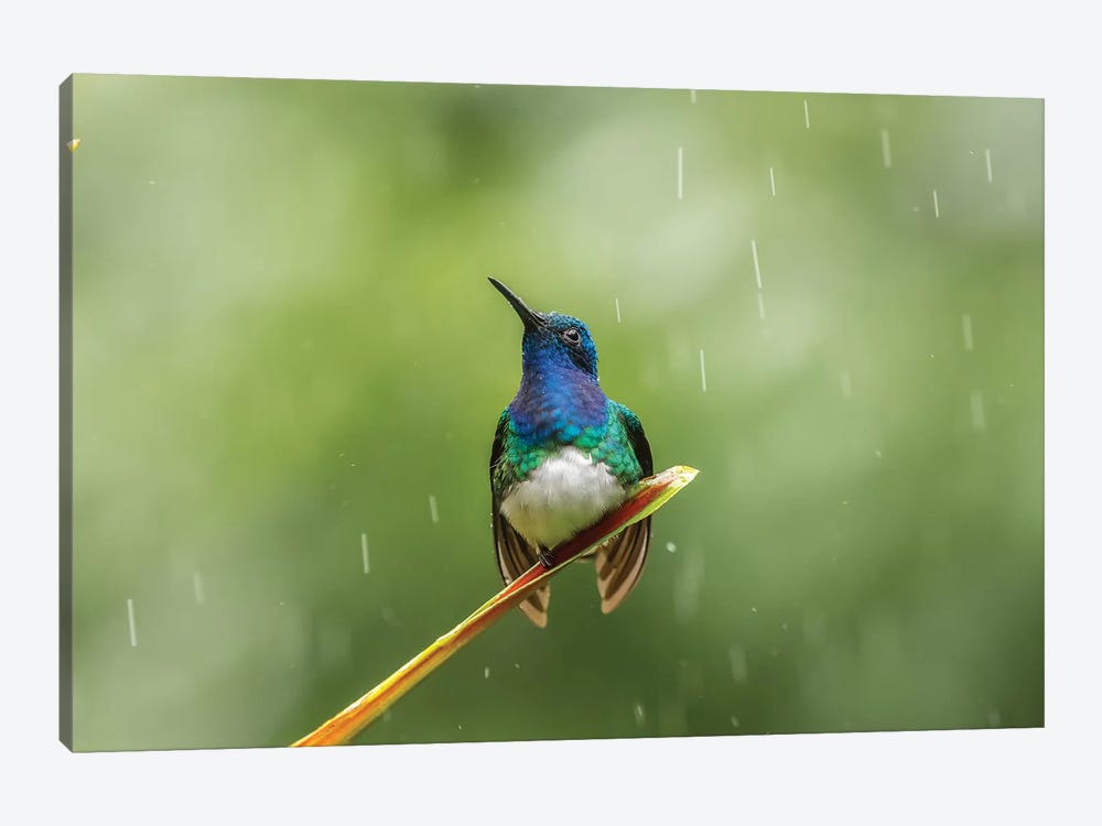 Costa Rica, Sarapiqui River Valley. Male White-Necked Jacobin On Leaf In Rain. by Jaynes Gallery 1-piece Canvas Art