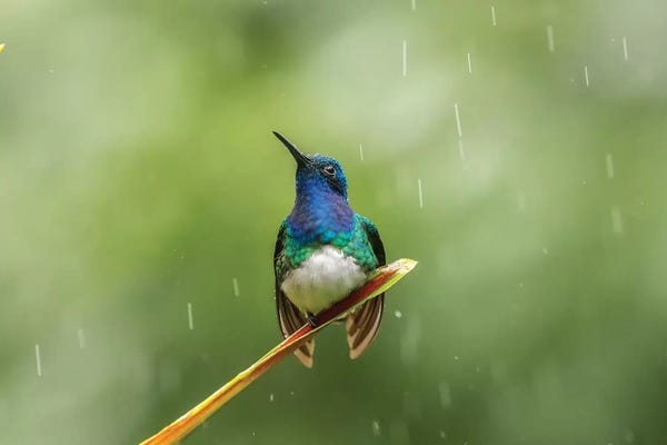 Central America: Costa Rica, Sarapiqui River Valley. Male White-Necked Jacobin On Leaf In Rain. by Jaynes Gallery
