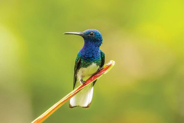 Costa Rica, Sarapiqui River Valley. Male White-Necked Jacobin On Leaf.