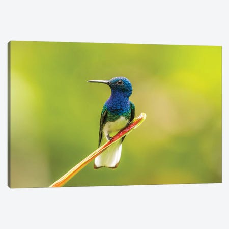 Costa Rica, Sarapiqui River Valley. Male White-Necked Jacobin On Leaf. Canvas Print #JYG882} by Jaynes Gallery Art Print