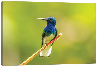 Costa Rica, Sarapiqui River Valley. Male White-Necked Jacobin On Leaf. Canvas Art Print - Central America