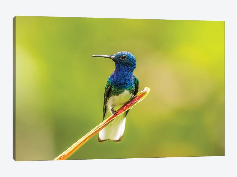 Costa Rica, Sarapiqui River Valley. Male White-Necked Jacobin On Leaf. by Jaynes Gallery 1-piece Canvas Print