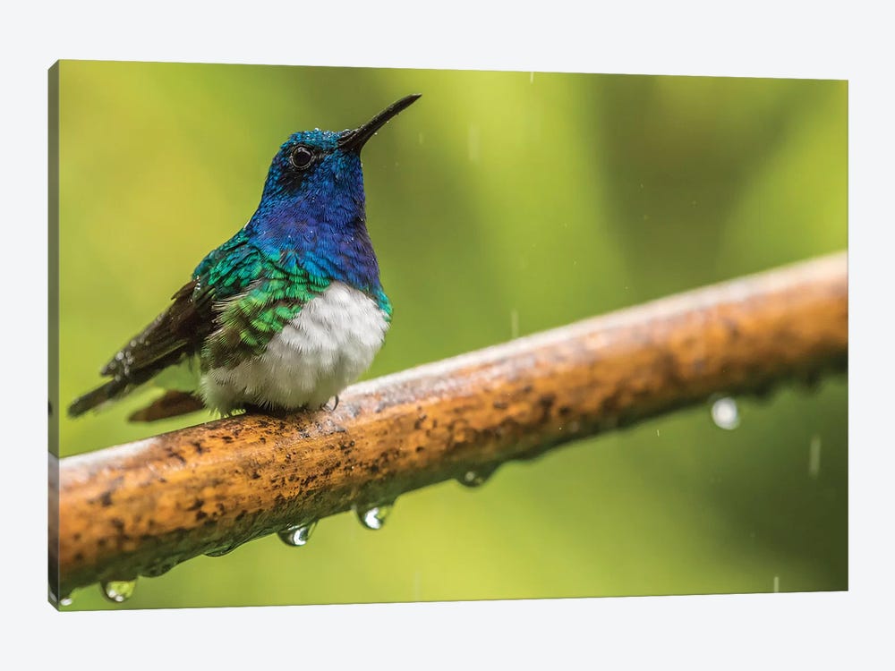 Costa Rica, Sarapiqui River Valley. Male White-Necked Jacobin On Limb In Rain. by Jaynes Gallery 1-piece Canvas Art