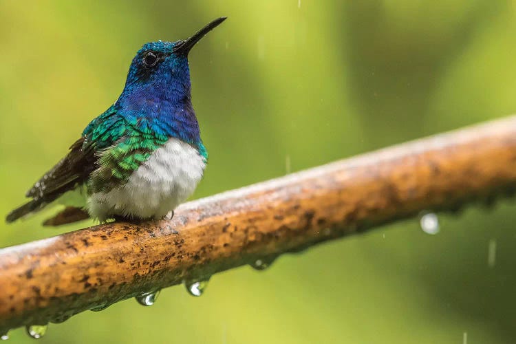 Costa Rica, Sarapiqui River Valley. Male White-Necked Jacobin On Limb In Rain.