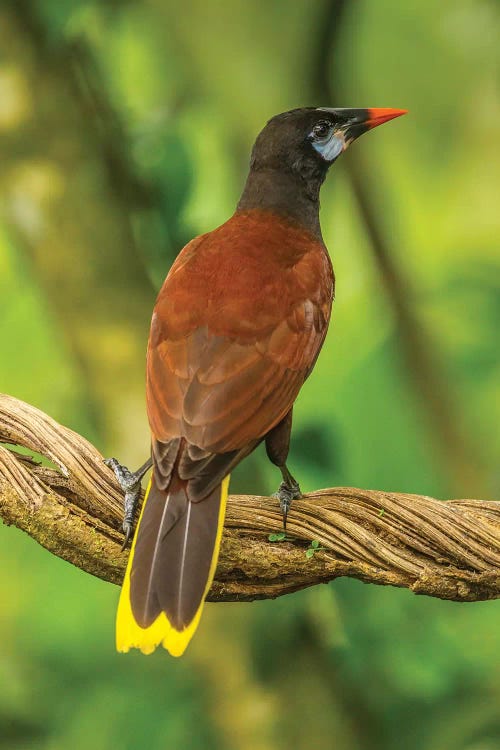 Costa Rica, Sarapiqui River Valley. Montezuma Oropendola Bird On Vine.