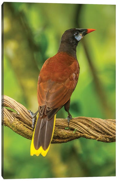 Costa Rica, Sarapiqui River Valley. Montezuma Oropendola Bird On Vine. Canvas Art Print - Central America