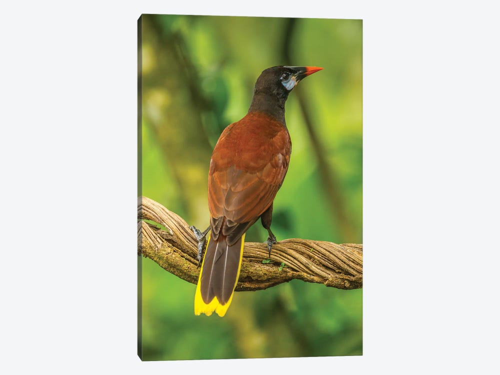 Costa Rica, Sarapiqui River Valley. Montezuma Oropendola Bird On Vine. by Jaynes Gallery 1-piece Canvas Art Print