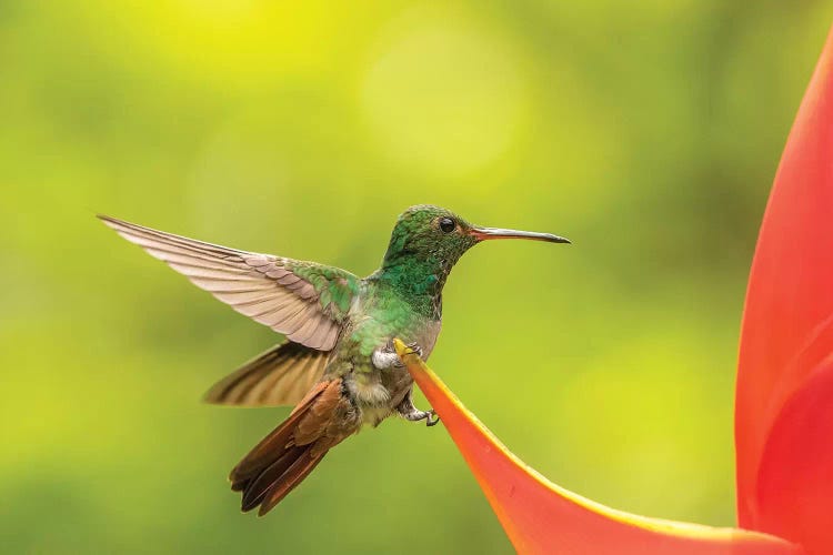 Costa Rica, Sarapiqui River Valley. Rufous-Tailed Hummingbird On Heliconia Plant.