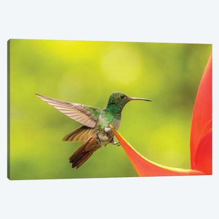 Costa Rica, Sarapiqui River Valley. Rufous-Tailed Hummingbird On Heliconia Plant. Canvas Print #JYG885} by Jaynes Gallery Canvas Artwork