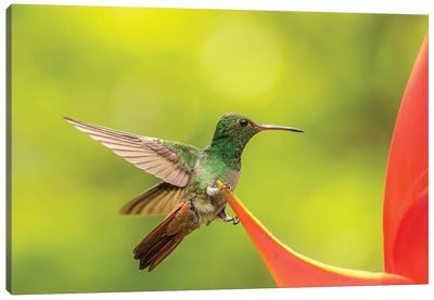 Costa Rica, Sarapiqui River Valley. Rufous-Tailed Hummingbird On Heliconia Plant. Canvas Art Print - Costa Rica Art