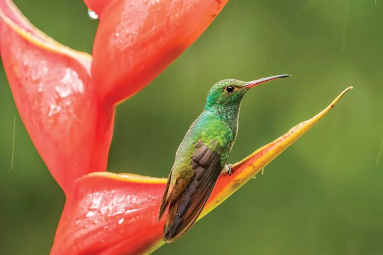 Costa Rica, Sarapiqui River Valley. Rufous-Tailed Hummingbird On Heliconia Plant.