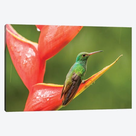 Costa Rica, Sarapiqui River Valley. Rufous-Tailed Hummingbird On Heliconia Plant. Canvas Print #JYG886} by Jaynes Gallery Canvas Art