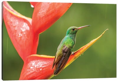 Costa Rica, Sarapiqui River Valley. Rufous-Tailed Hummingbird On Heliconia Plant. Canvas Art Print