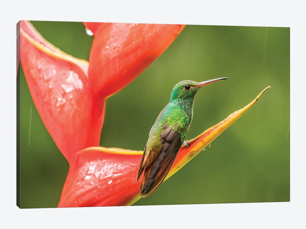 Costa Rica, Sarapiqui River Valley. Rufous-Tailed Hummingbird On Heliconia Plant. by Jaynes Gallery 1-piece Canvas Art Print
