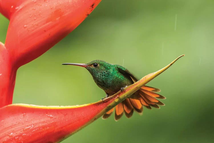 Costa Rica, Sarapiqui River Valley. Rufous-Tailed Hummingbird On Heliconia Plant.