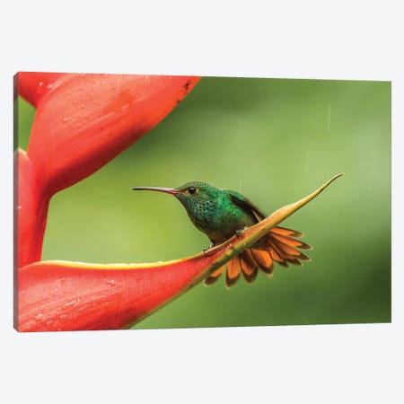 Costa Rica, Sarapiqui River Valley. Rufous-Tailed Hummingbird On Heliconia Plant. Canvas Print #JYG887} by Jaynes Gallery Canvas Artwork