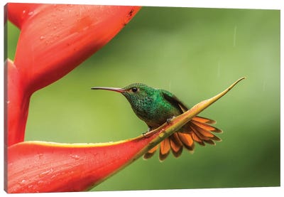 Costa Rica, Sarapiqui River Valley. Rufous-Tailed Hummingbird On Heliconia Plant. Canvas Art Print - Costa Rica Art