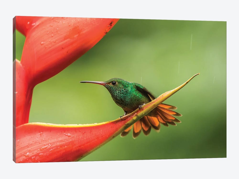 Costa Rica, Sarapiqui River Valley. Rufous-Tailed Hummingbird On Heliconia Plant. by Jaynes Gallery 1-piece Canvas Wall Art