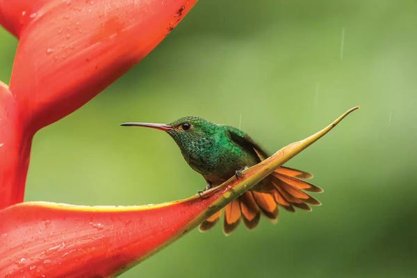 Central America: Costa Rica, Sarapiqui River Valley. Rufous-Tailed Hummingbird On Heliconia Plant. by Jaynes Gallery