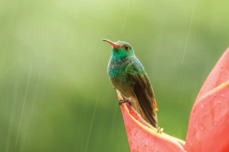 Costa Rica, Sarapiqui River Valley. Rufous-Tailed Hummingbird On Heliconia Plant.