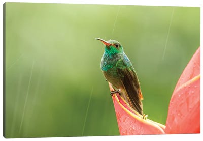 Costa Rica, Sarapiqui River Valley. Rufous-Tailed Hummingbird On Heliconia Plant. Canvas Art Print - Celery