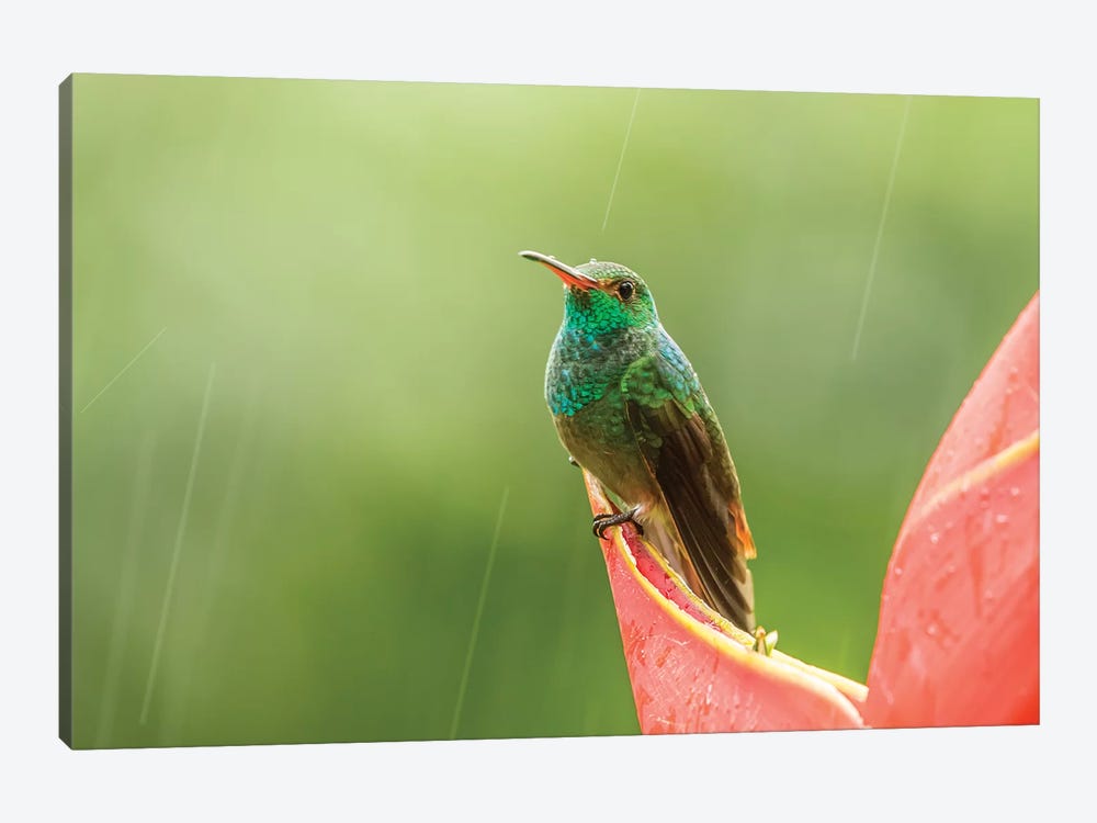 Costa Rica, Sarapiqui River Valley. Rufous-Tailed Hummingbird On Heliconia Plant. by Jaynes Gallery 1-piece Art Print