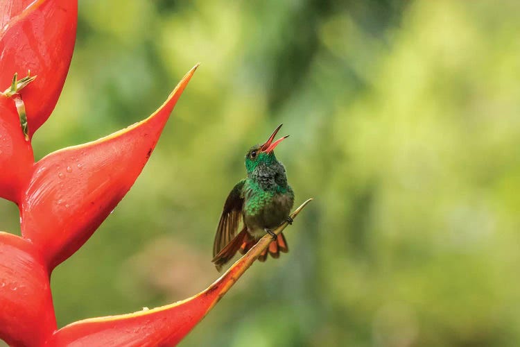 Costa Rica, Sarapiqui River Valley. Rufous-Tailed Hummingbird On Heliconia Plant.