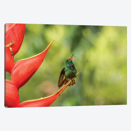 Costa Rica, Sarapiqui River Valley. Rufous-Tailed Hummingbird On Heliconia Plant. Canvas Print #JYG889} by Jaynes Gallery Canvas Art Print