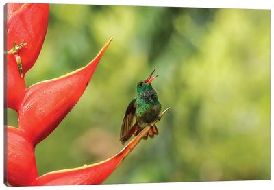 Costa Rica, Sarapiqui River Valley. Rufous-Tailed Hummingbird On Heliconia Plant. Canvas Art Print - Central America