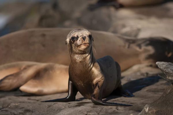 Seals & Sea Lions: USA, California, La Jolla. Baby sea lion on sand. by Jaynes Gallery