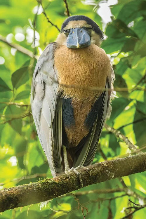 Costa Rica. Boat-Billed Heron Close-Up.