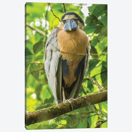 Costa Rica. Boat-Billed Heron Close-Up. Canvas Print #JYG890} by Jaynes Gallery Canvas Wall Art