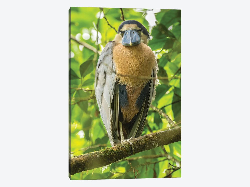 Costa Rica. Boat-Billed Heron Close-Up. by Jaynes Gallery 1-piece Canvas Art