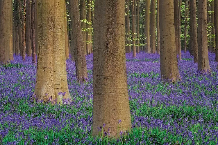 Europe, Belgium. Hallerbos Forest With Trees And Bluebells.